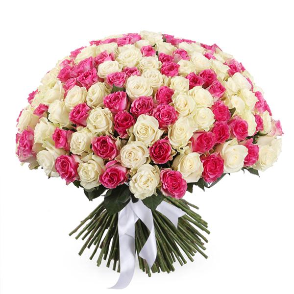 101 Pink and White Roses
