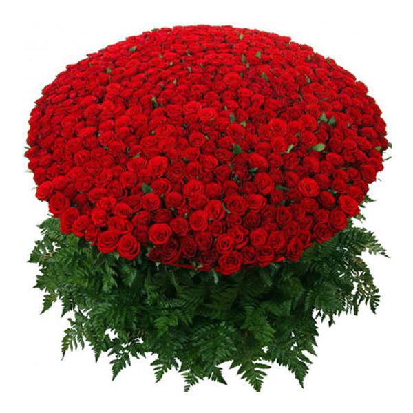 501 Rot Rosen Strauß