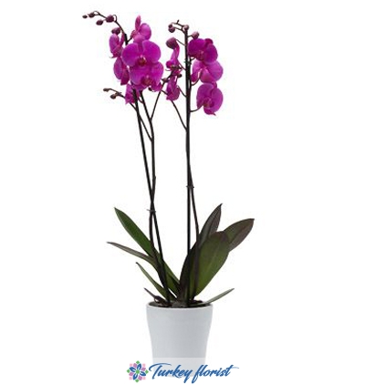 Zweistielig Lila Orchidee in einer Keramikvase